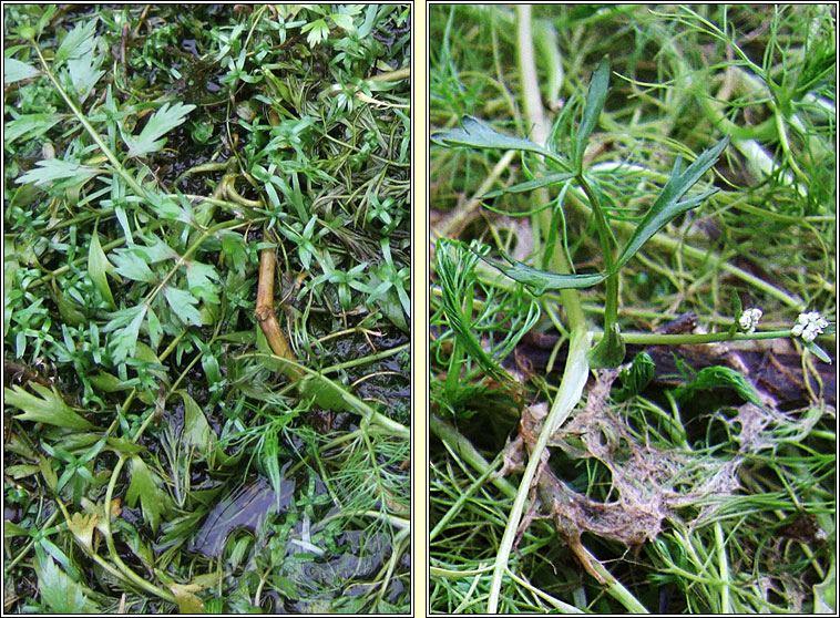Lesser Marshwort, Helosciadium inundatum, Smaileog bh�ite