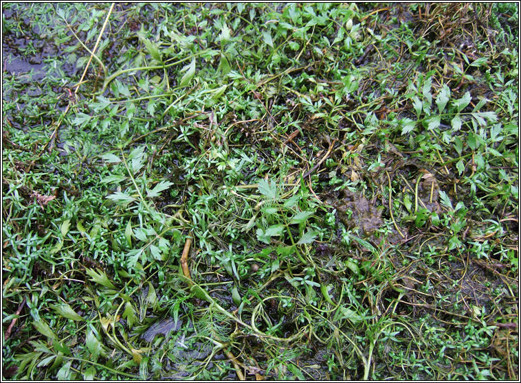 Lesser Marshwort, Apium inundatum, Smaileog bh�ite