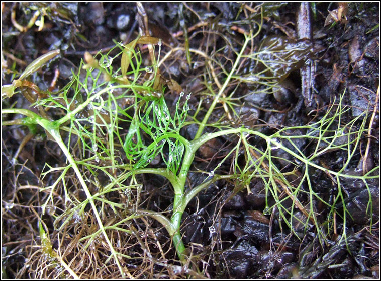 Lesser Marshwort, Apium inundatum, Smaileog bh�ite