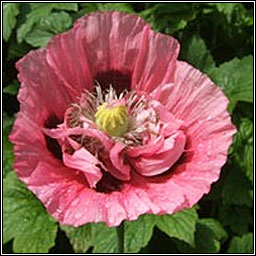 Opium Poppy, Papaver somniferum, Codlaid�n