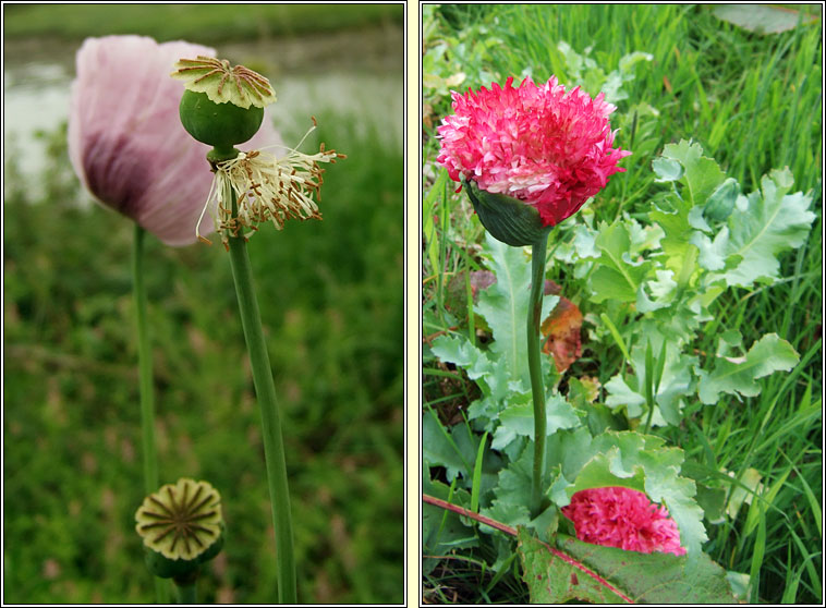 Opium Poppy, Papaver somniferum, Codlaid�n