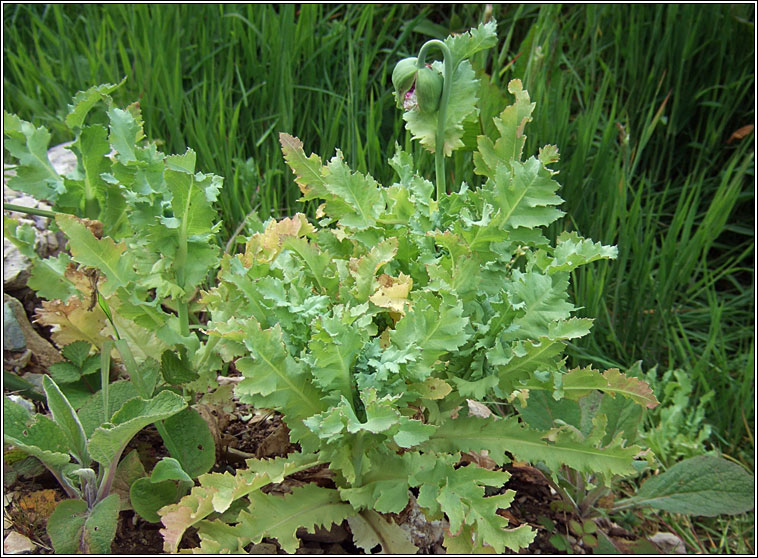 Opium Poppy, Papaver somniferum, Codlaid�n