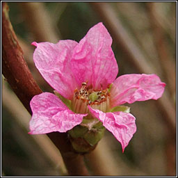 Salmonberry, Rubus spectabilis, Dris �lainn