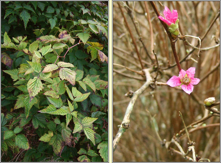 Salmonberry, Rubus spectabilis, Dris �lainn