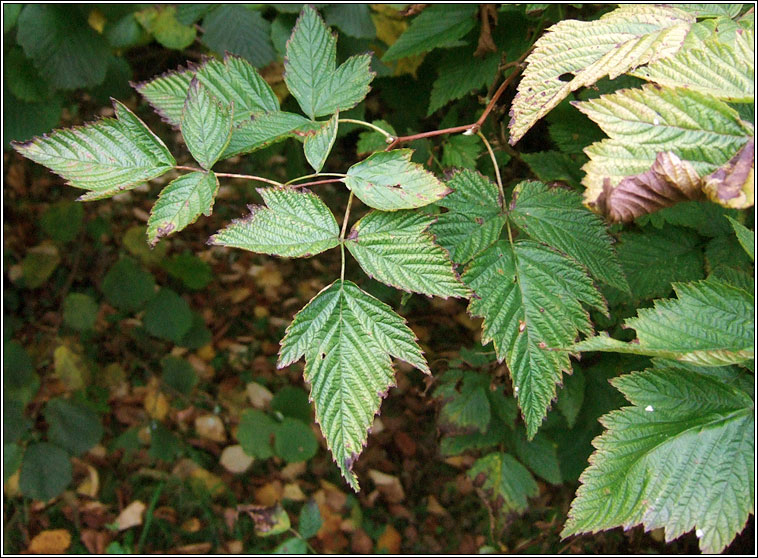 Salmonberry, Rubus spectabilis, Dris �lainn