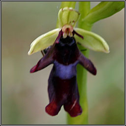 Fly Orchid<, Ophrys insectifera, Magairl�n na gcuileanna