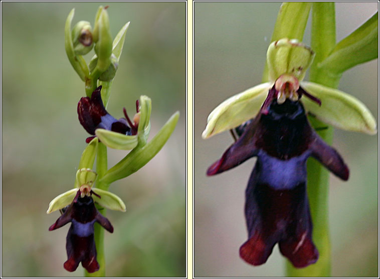 Fly Orchid<, Ophrys insectifera, Magairl�n na gcuileanna