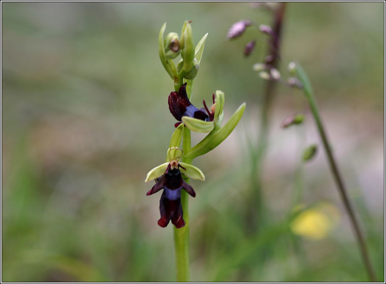 Fly Orchid<, Ophrys insectifera, Magairl�n na gcuileanna