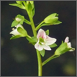 Pink Water-speedwell, Veronica catenata, Biolar gr� dearg