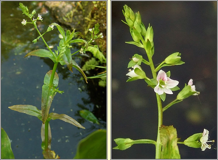 Pink Water-speedwell, Veronica catenata, Biolar gr� dearg