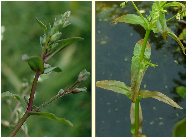 Pink Water-speedwell, Veronica catenata, Biolar gr� dearg