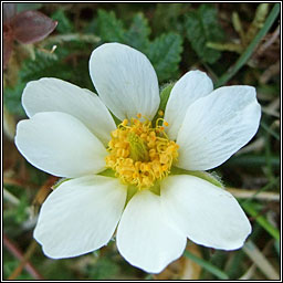 Mountain Avens, Dryas octopetala, Leaith�n