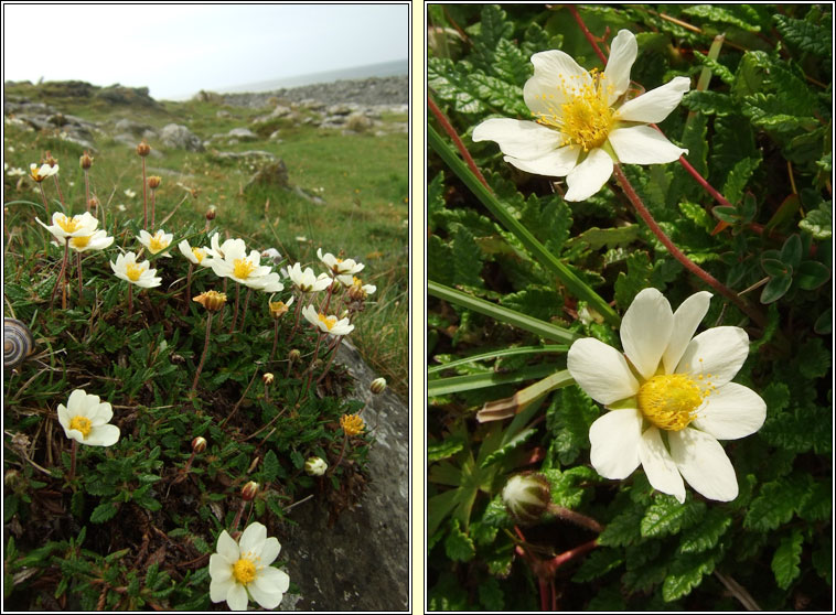 Mountain Avens, Dryas octopetala, Leaith�n