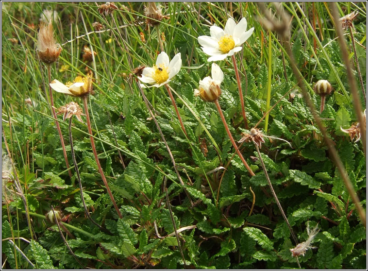 Mountain Avens, Dryas octopetala, Leaith�n