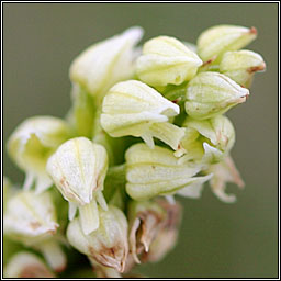 Dense-flowered Orchid, Neotinea maculata, Magairl�n glas