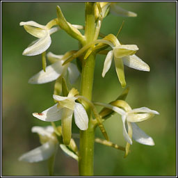 Lesser Butterfly-orchid, Platanthera bifolia, Magairl�n beag an fh�ileac�in