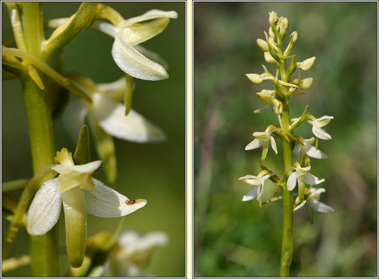 Lesser Butterfly-orchid, Platanthera bifolia, Magairl�n beag an fh�ileac�in