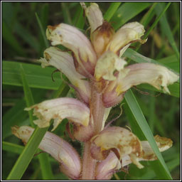 Ivy Broomrape, Orobanche hederae, M�ch�g mh�r