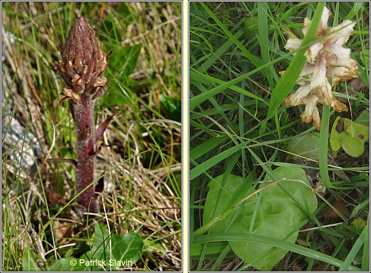 Ivy Broomrape, Orobanche hederae, M�ch�g mh�r