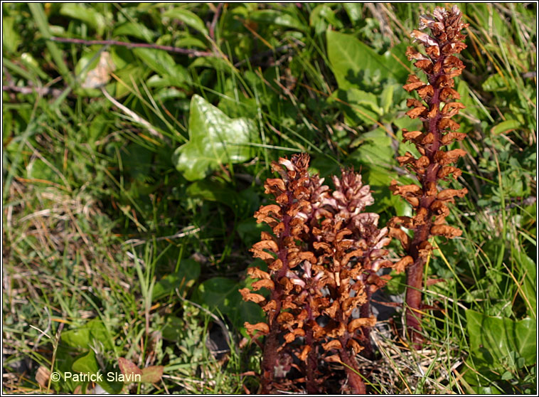 Ivy Broomrape, Orobanche hederae, M�ch�g mh�r