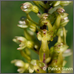 Common Twayblade, Neottia ovata, D�dhuilleog