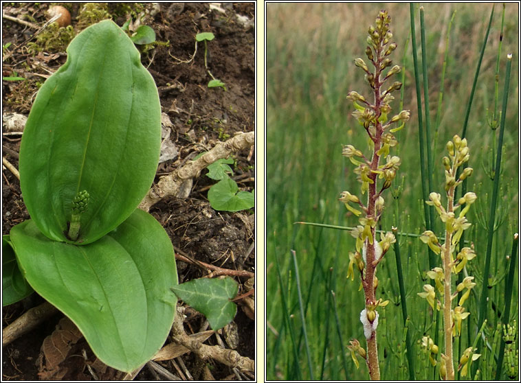 Common Twayblade, Neottia ovata, D�dhuilleog