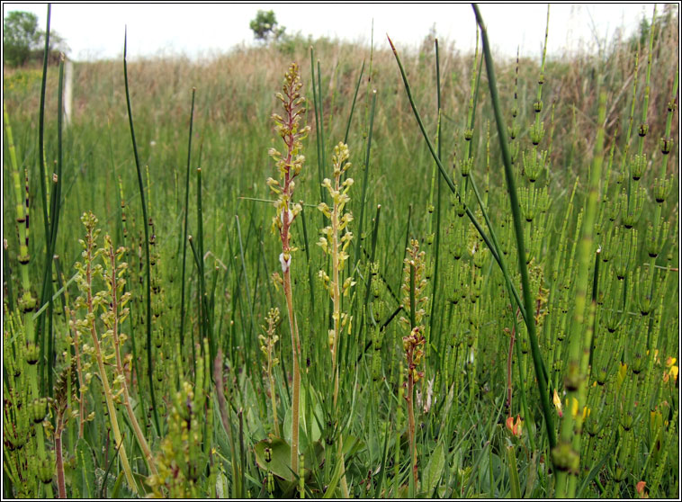 Common Twayblade, Neottia ovata, D�dhuilleog