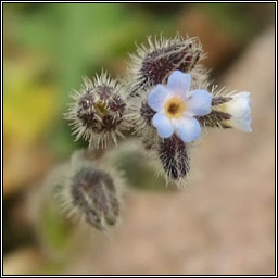 Early Forget-me-not, Myosotis ramosissima, Lus m�onla luath