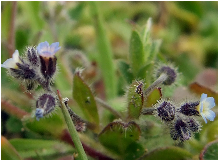 Early Forget-me-not, Myosotis ramosissima, Lus m�onla luath