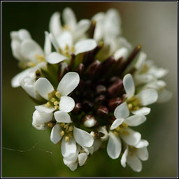 Hairy Rockcress, Arabis hirsuta, Gas caill� giobach