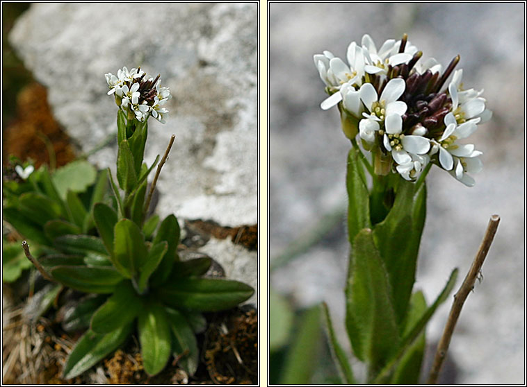 Hairy Rockcress, Arabis hirsuta, Gas caill� giobach