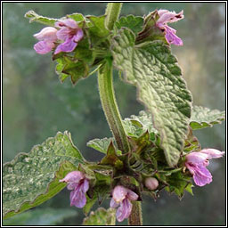 Black Horehound, Ballota nigra, Graf�n dubh