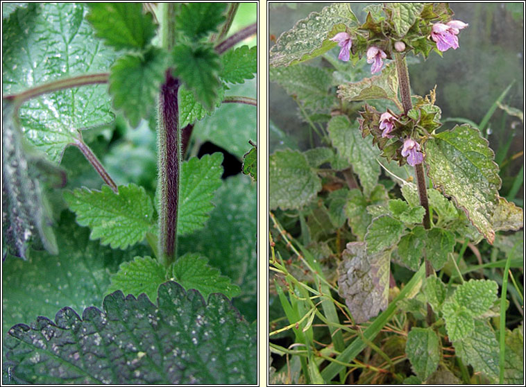 Black Horehound, Ballota nigra, Graf�n dubh