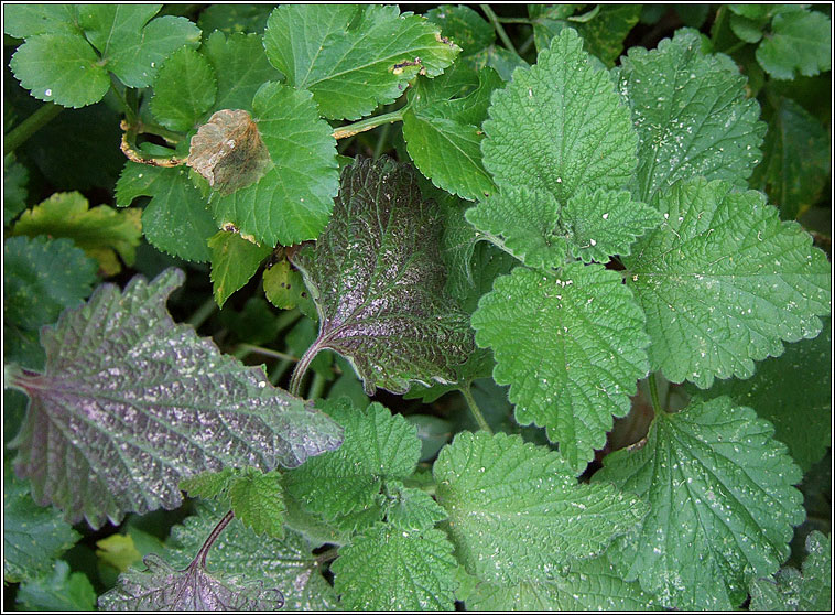 Black Horehound, Ballota nigra, Graf�n dubh