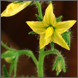 Tomato, Solanum lycopersicum, Tr�ta