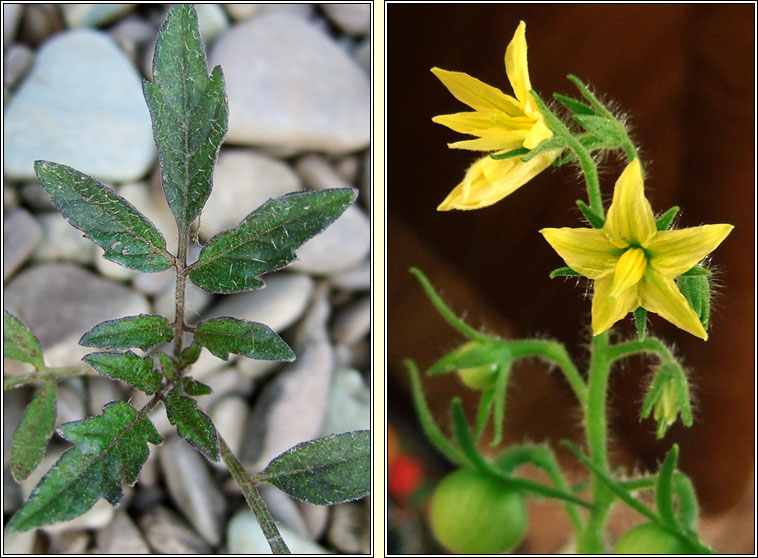 Tomato, Solanum lycopersicum, Tr�ta