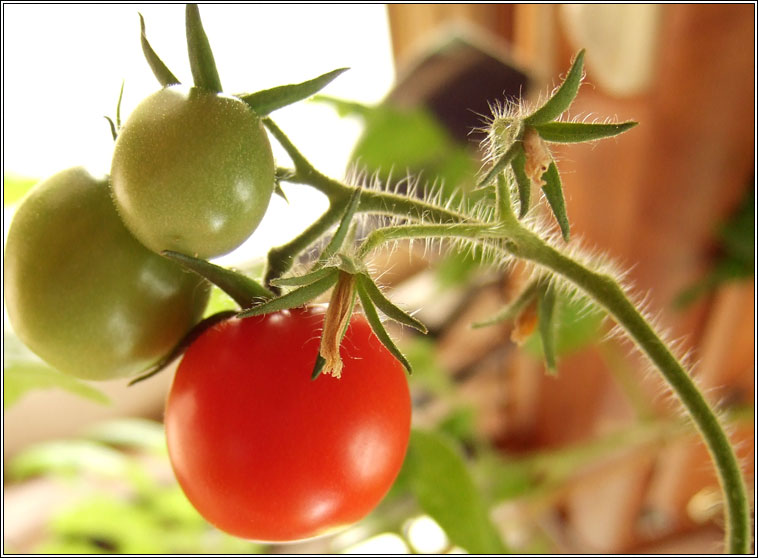 Tomato, Solanum lycopersicum, Tr�ta