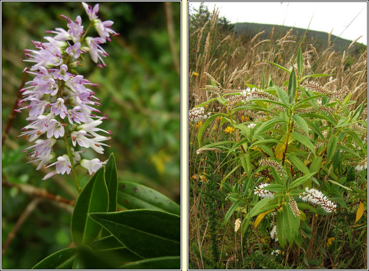 Narrow-leaved Hebe, Veronica salicifolia, Niamhscoth shail�