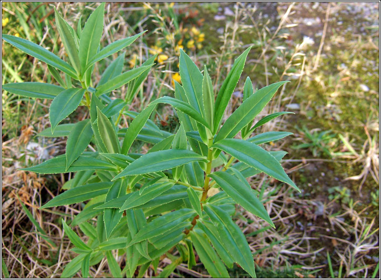 Narrow-leaved Hebe, Veronica salicifolia, Niamhscoth shail�
