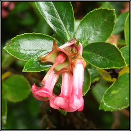 Escallonia, Escallonia rubra var macrantha, Tom�g ghaelach