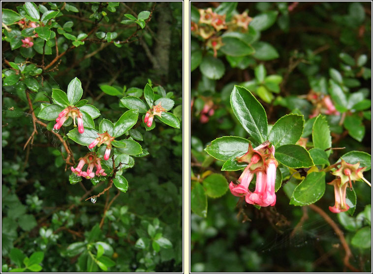 Escallonia, Escallonia rubra var macrantha, Tom�g ghaelach