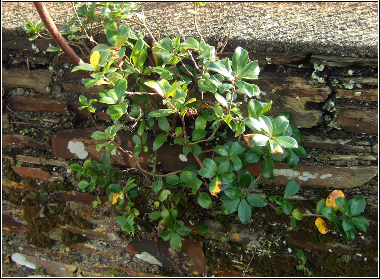 Escallonia, Escallonia rubra var macrantha, Tom�g ghaelach