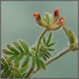 Bird's-foot, Ornithopus perpusillus, Cr�ba �in