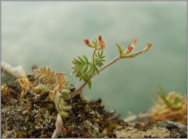 Bird's-foot, Ornithopus perpusillus, Cr�ba �in