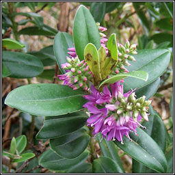 Hedge Veronica, Veronica x franciscana, Niamhscoth Phroins�is