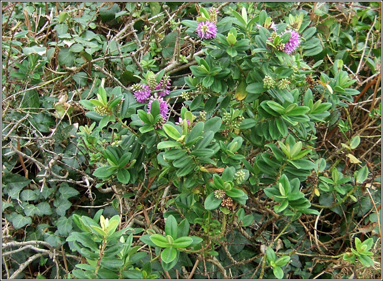 Hedge Veronica, Hebe x franciscana, Niamhscoth Phroins�is