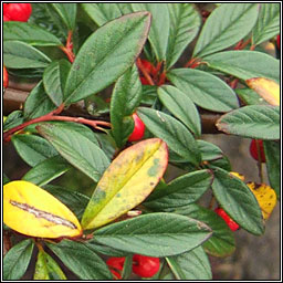 Willow-leaved Cotoneaster, Cotoneaster salicifolius, Cainch�n