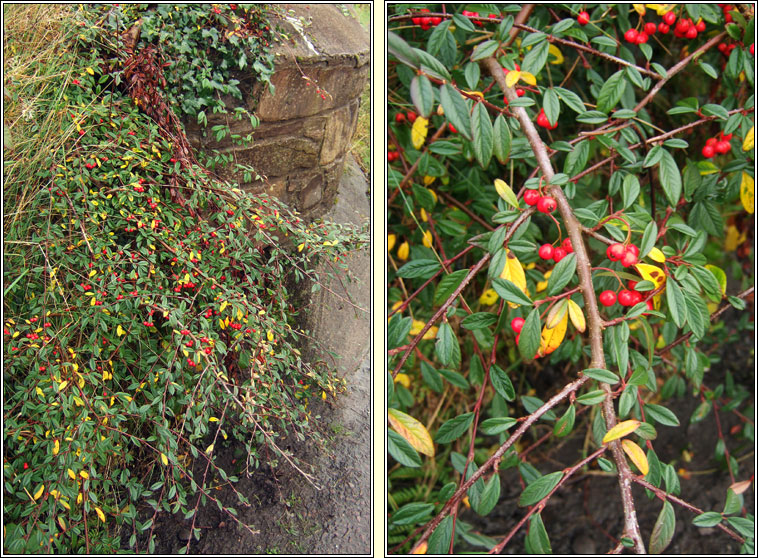 Willow-leaved Cotoneaster, Cotoneaster salicifolius, Cainch�n
