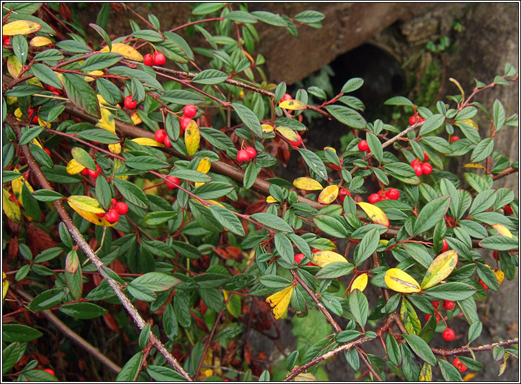 Willow-leaved Cotoneaster, Cotoneaster salicifolius, Cainch�n