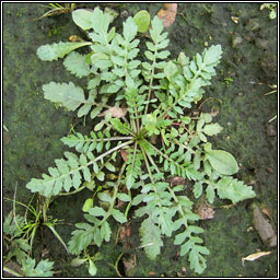 Northern Yellow-cress, Rorippa islandica, Biolar bu� na Boirne